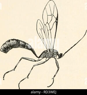 . Elementary entomology. Insects. 250 ELEMENTARY ENTOMOLOGY and we are just commencing to learn how to utilize them in com- bating imported insects. Thus the state of Massachusetts and the United States Bureau of Entomology are now carrying on ex- tensive experiments in the importation of the parasites of the gypsy and brown-tail moths, which are very largely effective in holding those insects in control in Europe. The various parasites which attack the eggs and caterpillars at different stages of growth have been imported; they are reared in this country until suf- ficiently numerous, and are
