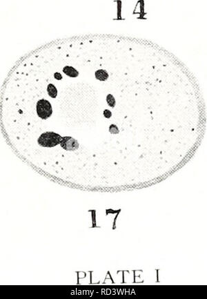 . Cytological observations on Endamoeba blattae. Cells; Endamoeba blattae. % 9%. % - . 16 8 .1 'vO 11 Â» '1 'â ;-* -TO&quot;. Please note that these images are extracted from scanned page images that may have been digitally enhanced for readability - coloration and appearance of these illustrations may not perfectly resemble the original work.. Meglitsch, Paul A. (Paul Allen), 1914-. Urbana, The University of Illinois press Stock Photo
