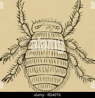 . Elementary entomology. Entomology. Fig. 382. Sheep-tick {Melaphagiis ovinus). Fleas (Siphonaptera) The fleas may be considered in con- nection with the flies, for they were formerly thought to be wingless Dip- tera, but are now classed as a distinct order. The name of the order is de- rived from two Greek words, siphon (a tube) and aptcivs (wingless), referring to the tubelike mouth-parts and the lack of wings. The fleas have an oval body which is very strongly compressed laterally, enabling them to pass through narrow cracks. They are usually of a brown color, with small heads bearing sucki Stock Photo