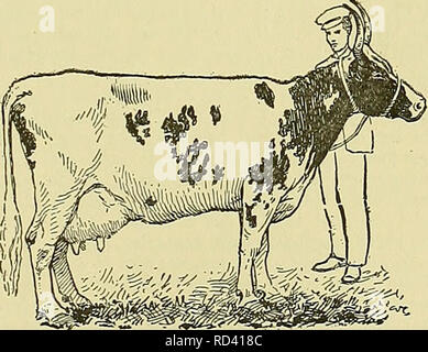 . Cyclopedia of farm animals. Domestic animals; Animal products. Fig. 362. Ayrshire buU, Nether Craig Spicy Sam. amounts cut from the bogs and wastes. Under these conditions the cattle were starved in winter, being scarcely able to rise in the spring, and never were in condition fit for the market.&quot; Such were the conditions from which the hardy, useful race of Ayrshire cattle has come. Culley, who wrote a treatise on live-stock before the year 1790, does not mention the Ayrshire as one of the recognized breeds of the country. From this we may conclude that their history as a breed begins  Stock Photo