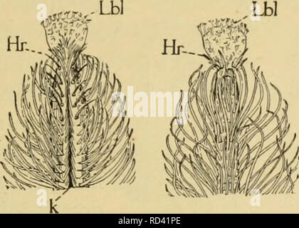 Notum Insect . Elementary entomology. Insects. ANATOMY OF INSECTS- -INTERNAL 33 ...