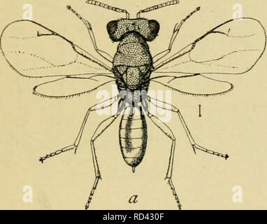 . Elementary entomology. Entomology. HYMENOPTERA 253 The chalcis-flies (Chalcididae) are even smaller, and are usually blackish with strongly metallic reflections of bronze or green, and are readily recognized by the stout bodies and the almost entire ab- sence of wing veins. Some of them are parasitic on various cater- pillars. One species i^Ptcronialiis pupanim) attacks the common. Please note that these images are extracted from scanned page images that may have been digitally enhanced for readability - coloration and appearance of these illustrations may not perfectly resemble the original Stock Photo