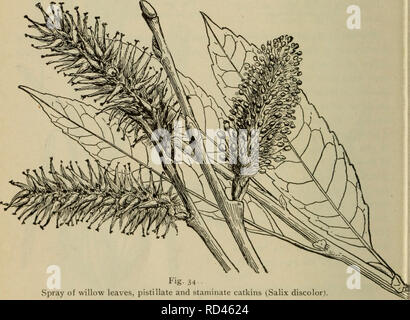 . Elementary botany. Botany. CHAPTER XXXIX. DICOTYLEDONS. Topic IV: Dicotyledons with distinct petals, flowers in catkins, or aments; often degenerate. 509. Lesson IV. The willow family (salicacese).—The wil- lows represent a very interesting group of plants in which the. Fig. 34 Spray of willow leaves, pistillate and staminate catkins (Salix discolor). flowers are greatly reduced. The flowers are crowded on a more or less elongated axis forming a caiki?i, or ament. The anient is characteristic of several other families also. The willows are dioecious, the male and female catkins being borne 2 Stock Photo