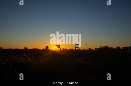 Silhouette of three horses eating during sunset. Domestic animals in the field. Stock Photo