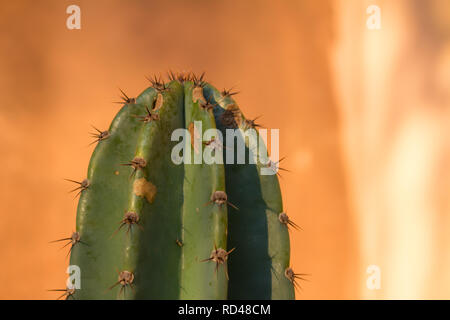 Head of a cactus plant full of thorns. Desert plant. Stock Photo