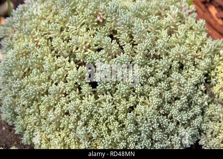 Looking Closely At Some Walk Upon Ground Cover Stock Photo