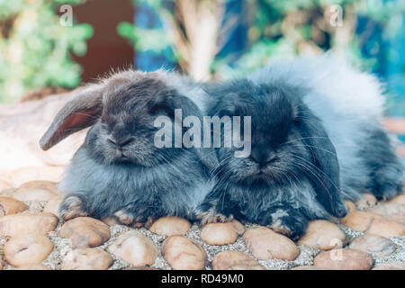 The cute rabbits are resting in garden. Stock Photo