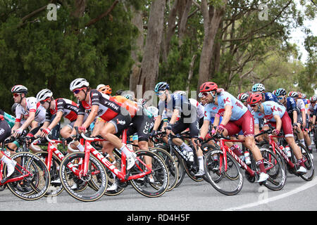 Riders competing in Stage 3 of the 2019 Tour Down Under cycling race through the Adelaide Hills. Stock Photo