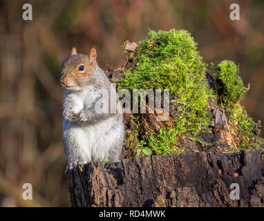 Kidderminster, UK. 17th January, 2019. UK weather: after a cold start with temperatures only just above freezing, the morning sun here is a welcome sight for all in Kidderminster. In spite of the sunshine, daytime temperatures are forecast to peak at only 5 degrees celsius with another cold night ahead. This UK grey squirrel (Sciurus carolinensis) is sitting isolated, outdoors in British woodland enjoying the natural winter sunlight. Credit: Lee Hudson/Alamy Live News Stock Photo