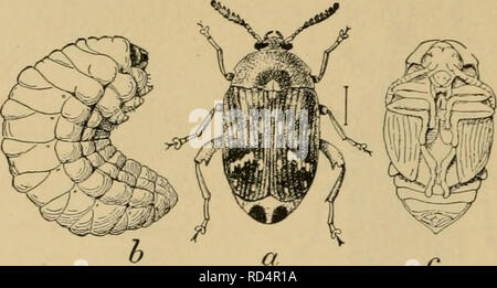 . Elementary entomology. Entomology. 158 ELEMENTARY ENTOMOLOGY The pea-weevil family {Bruchidae) includes the small weevils which commonly infest peas, beans, and other seeds. They are of much the same general shape as some of the leaf-beetles, but the head is prolonged into a blunt snout, and the wing-covers are square at the tip, leaving the tip of the abdomen ex- posed. They are from one eighth to one fourth of an inch long, brown- ish or ashen gray in color, with whitish scales or hairs on the wing- covers, forming various markings. Both beetles and larvae feed on seeds of leguminous plant Stock Photo