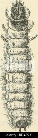 . Dansk forstzoologi. Forest animals; Zoology. Fie. 60.. Fig. 61. Fig. 60. Fig. 61. Clerus formicaj-hts. — */i. Larve af samme. — Vi.. Please note that these images are extracted from scanned page images that may have been digitally enhanced for readability - coloration and appearance of these illustrations may not perfectly resemble the original work.. Boas, Johan Erik Vesti, 1855-. København Nordiske Forlag Stock Photo
