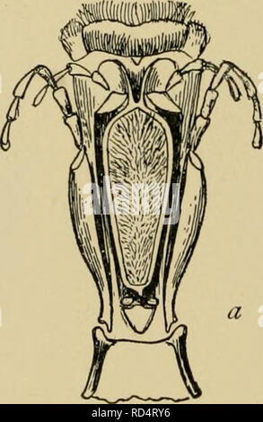 . Elementary entomology. Entomology. Fig. 423. White-faced wasp (I'e.spa iiiaciilata) well aware. The adults are predacious and feed their young on insects which have been masticated. Not infrequently, where an outbreak of caterpillars occurs, wasps will be seen carrying them off to their nests in considerable numbers; we have observed them at work on the cotton boll-worm and leaf-worms in the South. But two genera are com- mon in the East. Polistcs are black ringed with yellow, or are brownish, and have long, spindle-shaped abdo- mens. Their nests are composed of a single comb and are attache Stock Photo