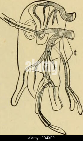 Notum Insect . Elementary entomology. Insects. ANATOMY OF INSECTS- -INTERNAL 33 ...