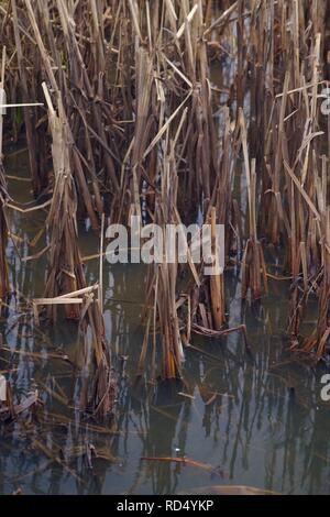 Natural Background of Dead Brown Reeds in a Wetland. Exeter, Devon, UK. Stock Photo
