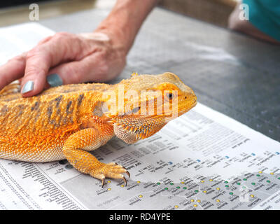 Petting an iguana at the LA zoo Stock Photo