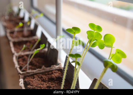 Close Up of Tiny Radish sprouts in brown paper pots in a row on a windowsill Stock Photo