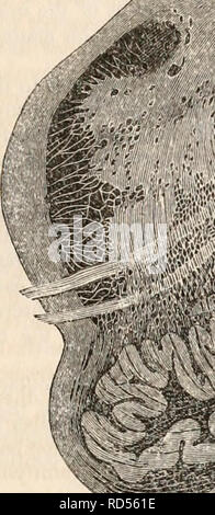 . The cyclopædia of anatomy and physiology. Anatomy; Physiology; Zoology. NERVOUS CENTRES. (THEIR MICROSCOPICAL ANATOMY.) 709 freely intermingle. The anterior and posterior pyramids and the restiform bodies consist, at least in great part, of longitudinal fibres, but the remainder of the fibrous matter appears to be made up of transverse or oblique fibres. Most of these are doubtless connected with the roots of the many nerves which arise from the me- dulla oblongata. Stilling refers to special ac- cumulations of vesicular matter connected with the roots of each nerve, and which probably form  Stock Photo