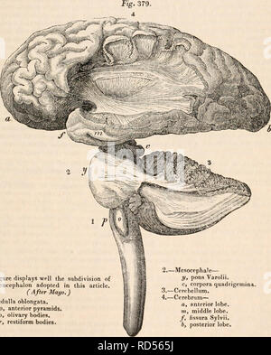 . The cyclopædia of anatomy and physiology. Anatomy; Physiology; Zoology. NERVOUS CENTRES. (HUMAN ANATOMY. THE ENCEPHALON.) 661 merit of physiology, that a distinct series of nervous fibres is directed to each class of actions, those, namely, of sensation and volition, and those which are independent of the brain. Mr. Grainger was the first who offered a distinct solution to the anatomical problem which arose out of this hypothesis. Probable as his expla- nation appears to be, a candid review of the observations which have been hitherto made obliges me to state my opinion that the question is  Stock Photo