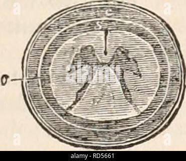 . The cyclopædia of anatomy and physiology. Anatomy; Physiology; Zoology. NERVOUS CENTRES. (HUMAN ANATOMY. THE MENINGES.) 653 the middle line, and that to this cause the in- distinctness of the posterior fissure may be due. And this anatomical fact may be quoted as, in some degree, adverse to the theory which re- gards these columns as sensitive : for were they columns of sensation, it is probable that the preservation of their distinctness would have been more fully provided for. The anterior and posterior fissures, as Cru- veilhier remarks, leaving on each side a per- fectly symmetrical orga Stock Photo