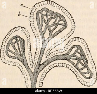 . The cyclopædia of anatomy and physiology. Anatomy; Physiology; Zoology. NERVOUS CENTRES. (HUMAN ANATOMY. THE MENINCES.) 635 The surface of each choroid plexus presents many slight projections or folds resembling villi, in which are contained loops and plexi- form anastomoses of minute vessels, very si- milar to the arrangement of the vessels of the villous processes of the chorion of the ovum, or those of the tufts of the placenta. These vessels are surrounded by an epithelium which has much the appearance of that of serous membranes. From the great number of these vessels and from the delic Stock Photo