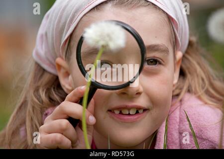 Little girl looking at a blowball through a magnifying glass Stock Photo