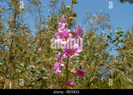 Selective focus image of a Bristly Hollyhock (Alcea setosa) Photographed in Israel in spring in May Stock Photo