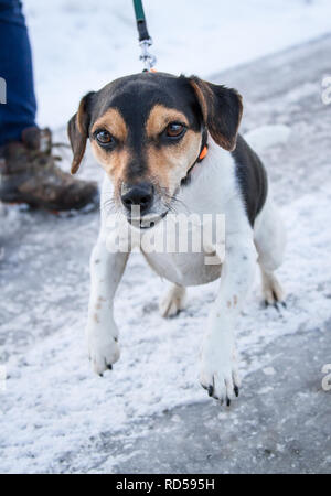 Jack Russell Terrier out for a walk on a snowy street in the winter Stock Photo