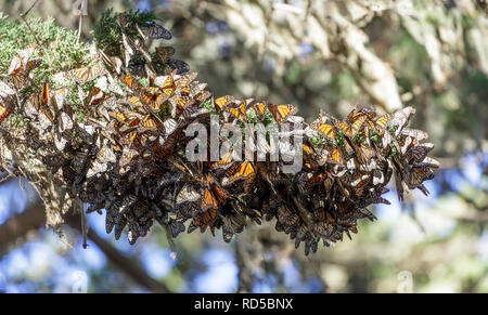 Cluster of Monarch Butterflies keeping warm during winter migration. Stock Photo