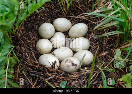 Northern Shoveler Nest with Eggs Stock Photo - Alamy