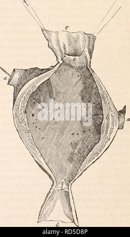 . The cyclopædia of anatomy and physiology. Anatomy; Physiology; Zoology. Viscera of Poulp.* may serve as accessory respiratory organs. The valvlilar structure of the orifices is opposed, however, to this view; while it supports the doctrine of their being excretory outlets. The venous follicles may, therefore, serve as emunctories, by means of which the blood is freed of some principle that escapes from their external pores; or they may alter the blood by adding something thereto; or, like the spleen, they may assist in converting arterial to venous blood. As a secondary function they may ser Stock Photo