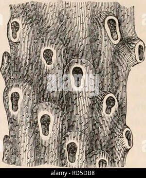 Polypora Anatomy of a bryozoon Stock Photo - Alamy