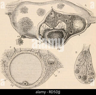 . The cyclopædia of anatomy and physiology. Anatomy; Physiology; Zoology. OVUM. [81] Ovum of Mammalia and of the Human Species. — There is a remarkable uniformity in the size, structure, and relations of the ovarian ovum in the whole class of Mammalia, with the exception of the families of Marsu- piata and Monotremata ; in the last of which especially there is an approach to the oviparous type. We shall first consider the more com- mon form of the mammiferous ovum. Of this the most marked characteristics are, as has already been stated, the very small size in proportion to the ovarian follicle Stock Photo