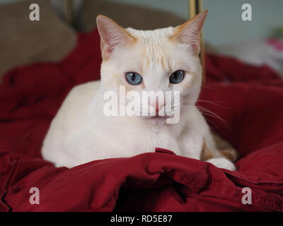 Mitzie the flamepoint Siamese with amazing blue eyes Stock Photo