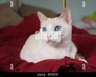 Mitzie the flamepoint Siamese with amazing blue eyes Stock Photo