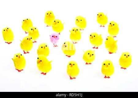 Mini chicks, Easter decorations Stock Photo