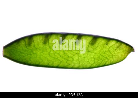 Pea pod (Pisum sativum) Stock Photo