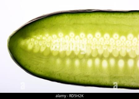 Cucumber (Cucumis sativus), slice Stock Photo