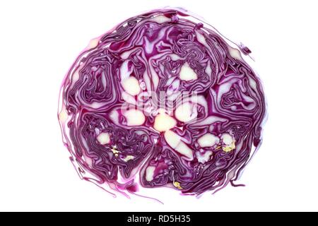 Red cabbage, Red Kraut or Blue Kraut (Brassica oleracea convar. capitata var. rubra), cross section Stock Photo
