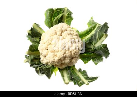 Cauliflower (Brassica oleracea var botrytis) Stock Photo