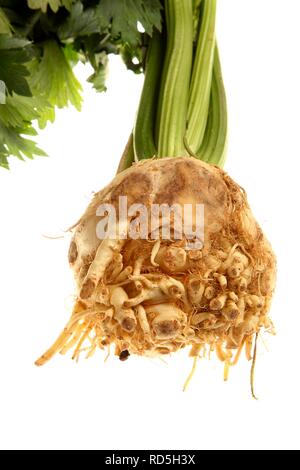 Celery or celeriac (Apium graveolens var. rapaceum) Stock Photo