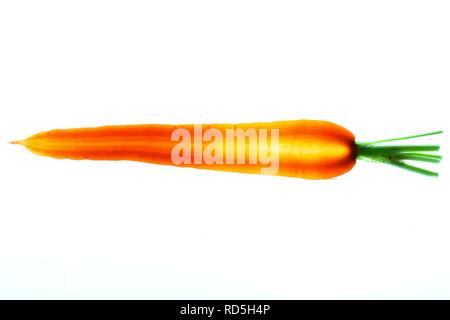 Carrot (Daucus carota subsp. sativus) Stock Photo