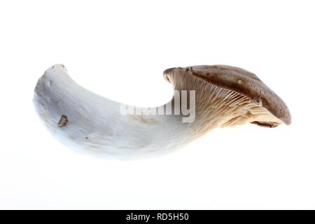 King trumpet mushroom, French horn mushroom, king oyster mushroom, Boletus of the steppes (Pleurotus eryngii) Stock Photo