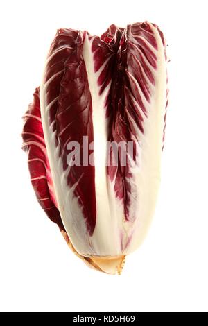 Oblong radicchio (Cichorium intybus var. foliosum) Stock Photo