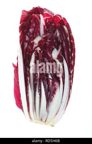 Oblong radicchio (Cichorium intybus var. foliosum), sliced Stock Photo