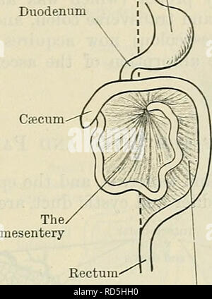 . Cunningham's Text-book of anatomy. Anatomy. DEVELOPMENT OF THE PEKITONEUM. 1253 abdomen is, as it were, caught in behind the stomach and lesser omentum. This portion of the cavity becomes the upper part (vestibule) of the omental bursa, and at first it communicates with the general cavity by a wide opening to the right of the lesser omentum; but the growth Stomach , ,. ,  Mesentery obliterated Median plane   v  Csecum | Median plane ^ Transverse mesocolon of the liver, encroaching upon the opening, and other causes, reduce it to a relatively small size, and it forms the foramen epiploicu Stock Photo
