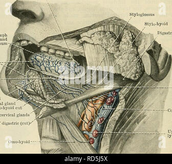 . Cunningham's Text-book of anatomy. Anatomy. 1130 THE DIGESTIVE SYSTEM. The mucous membrane of the tongue, like that of the rest of the mouth, is covered by stratified squamous epithelium. Glandulae Linguales.âNumerous small racemose glands are found scattered beneath the mucous membrane of the posterior third of the tongue ; and a small collection of similar glands is present at the margin, opposite the vallate papillae. Small serous glands are also found embedded in the dorsum near the vallate papillae, into the fossae of which their ducts open (Fig. 891). The chief collections of glandular Stock Photo