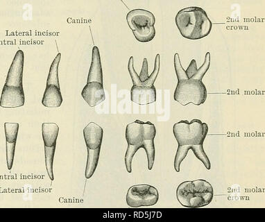 . Cunningham's Text-book of anatomy. Anatomy. 3rd molar 1st molar | 1st ...