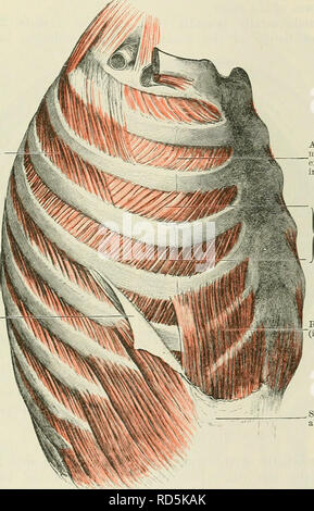 . Cunningham's Text-book of anatomy. Anatomy. THE MUSCLES OE THE THOKAX. 471 Diaphragrna.—The diaphragm is the great membranous and muscular parti- tion separating the cavities of the thorax and abdomen. It forms a thin lamella arching over the abdominal cavity, and clothed on this surface for the most part by peritoneum. It is related on its inferior concave surface to the liver, stomach, and spleen, the kidneys and suprarenal glands, and the duodenum and pancreas. Its superior convex surface projects into the thoracic cavity, rising higher on the right than on the left side, and is related t Stock Photo