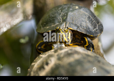 Two Red Eared Slider Turtles lying on a log basking in the sun close up Stock Photo