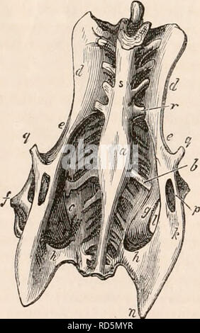 . The cyclopædia of anatomy and physiology. Anatomy; Physiology; Zoology. 166 PELVIS. from the coalesced transverse processes by two faintly-marked longitudinal grooves. The transverse processes of the true sacral ver- tebrae present a very prominent framework of ridges anteriorly (jig. 105.), which have a direction upwards and backwards as well as outwards, the most strongly marked being opposite the acetabula (/&gt;). They are coalesced on the superior aspect, by a thin plate of bone only. The sacrum, as seen from above (jig. 104-.), has a diamond-shaped ap- pearance, and is marked out from  Stock Photo